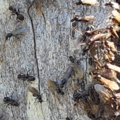 Papyrius sp. (genus) (A Coconut Ant) at O'Malley, ACT - 18 Oct 2022 by Mike