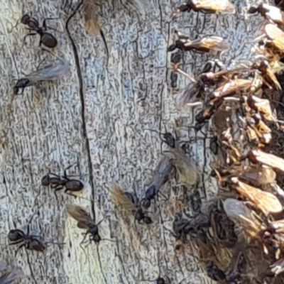 Papyrius sp. (genus) (A Coconut Ant) at Mount Mugga Mugga - 18 Oct 2022 by Mike