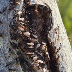 Papyrius sp. (genus) at O'Malley, ACT - 19 Oct 2022