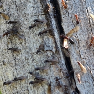 Papyrius sp. (genus) at O'Malley, ACT - 19 Oct 2022