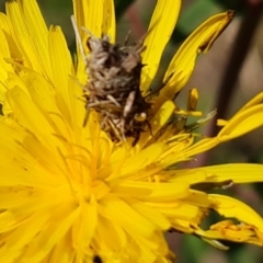 Heliocosma genus at Mount Mugga Mugga - 18 Oct 2022 by Mike