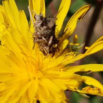 Heliocosma genus at Mount Mugga Mugga - 18 Oct 2022 by Mike