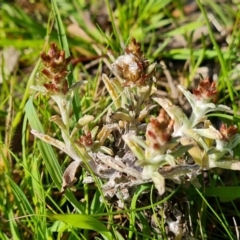 Gamochaeta calviceps (Narrowleaf Purple Everlasting) at Mount Mugga Mugga - 18 Oct 2022 by Mike