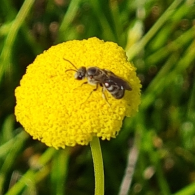 Lasioglossum (Chilalictus) lanarium (Halictid bee) at O'Malley, ACT - 19 Oct 2022 by Mike