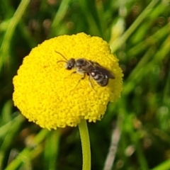 Lasioglossum (Chilalictus) lanarium (Halictid bee) at Mount Mugga Mugga - 18 Oct 2022 by Mike