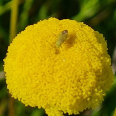 Lygaeidae (family) (Seed bug) at Mount Mugga Mugga - 18 Oct 2022 by Mike