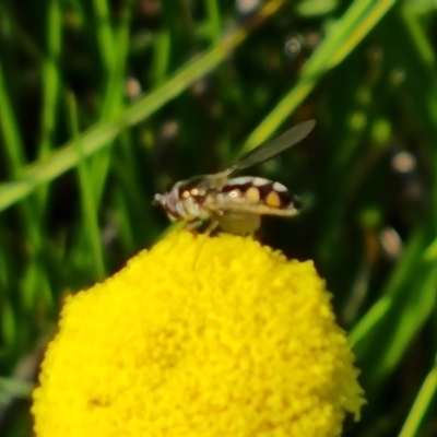 Syrphidae (family) (Unidentified Hover fly) at Mount Mugga Mugga - 18 Oct 2022 by Mike