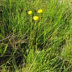 Craspedia variabilis (Common Billy Buttons) at Mount Mugga Mugga - 18 Oct 2022 by Mike