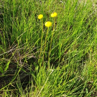 Craspedia variabilis (Common Billy Buttons) at O'Malley, ACT - 18 Oct 2022 by Mike