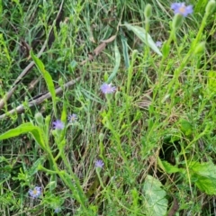 Vittadinia cuneata var. cuneata (Fuzzy New Holland Daisy) at Mount Mugga Mugga - 18 Oct 2022 by Mike