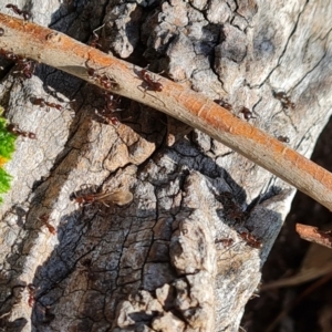 Papyrius sp. (genus) at O'Malley, ACT - 19 Oct 2022