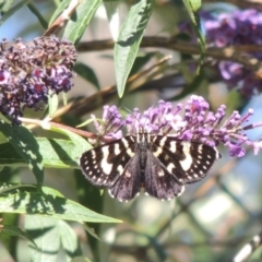 Phalaenoides tristifica (Willow-herb Day-moth) at Conder, ACT - 3 Feb 2015 by michaelb