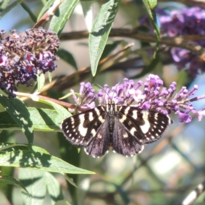 Phalaenoides tristifica (Willow-herb Day-moth) at Conder, ACT - 3 Feb 2015 by michaelb