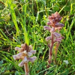 Orobanche minor (Broomrape) at O'Malley, ACT - 18 Oct 2022 by Mike