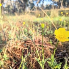 Ranunculus lappaceus (Australian Buttercup) at Harrison, ACT - 19 Oct 2022 by BelindaWilson