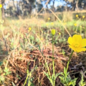 Ranunculus lappaceus at Harrison, ACT - 19 Oct 2022 07:12 AM