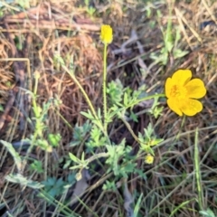 Ranunculus lappaceus at Harrison, ACT - 19 Oct 2022 07:12 AM