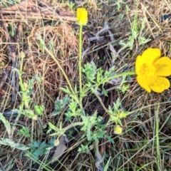 Ranunculus lappaceus at Harrison, ACT - 19 Oct 2022 07:12 AM