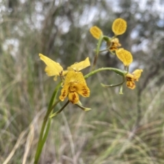 Diuris nigromontana (Black Mountain Leopard Orchid) at Black Mountain - 7 Oct 2022 by payten