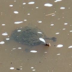 Chelodina longicollis (Eastern Long-necked Turtle) at Greenway, ACT - 19 Oct 2022 by NathanaelC