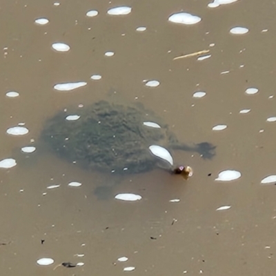Chelodina longicollis (Eastern Long-necked Turtle) at Greenway, ACT - 19 Oct 2022 by NathanaelC