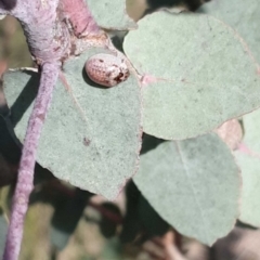Paropsisterna m-fuscum (Eucalyptus Leaf Beetle) at Wanniassa, ACT - 19 Oct 2022 by gregbaines