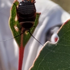 Ellipsidion sp. (genus) (A diurnal cockroach) at Wanniassa, ACT - 19 Oct 2022 by gregbaines