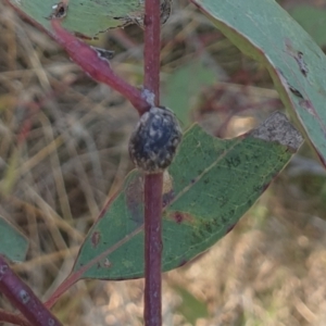 Trachymela sp. (genus) at Wanniassa, ACT - 19 Oct 2022