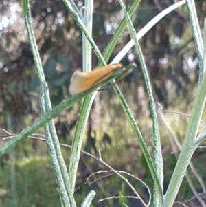 Philobota undescribed species near arabella at Wanniassa, ACT - 19 Oct 2022 10:41 AM