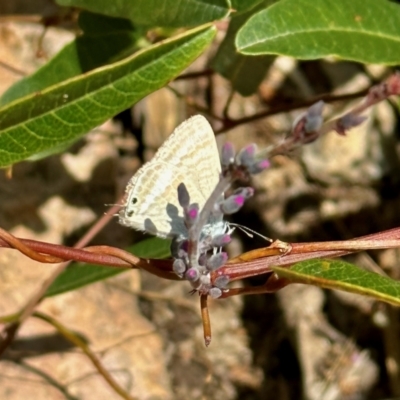 Lampides boeticus (Long-tailed Pea-blue) at GG182 - 19 Oct 2022 by KMcCue