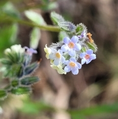 Myosotis discolor (Forget-me-not) at Bruce Ridge - 19 Oct 2022 by trevorpreston