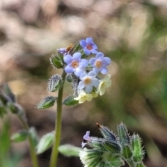 Myosotis discolor at O'Connor, ACT - 19 Oct 2022