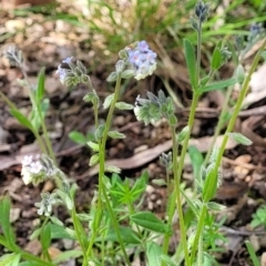 Myosotis discolor at O'Connor, ACT - 19 Oct 2022