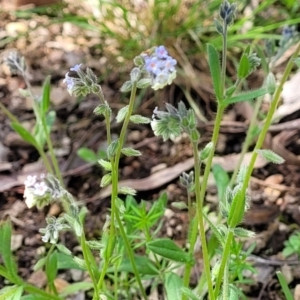 Myosotis discolor at O'Connor, ACT - 19 Oct 2022 11:36 AM