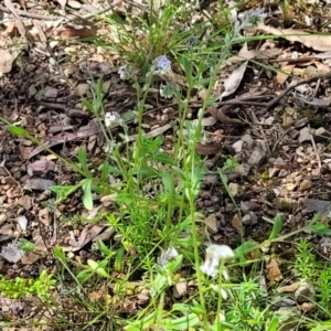 Myosotis discolor at O'Connor, ACT - 19 Oct 2022