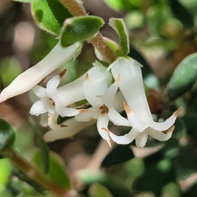 Brachyloma daphnoides (Daphne Heath) at Bruce Ridge - 19 Oct 2022 by trevorpreston