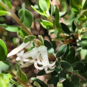 Brachyloma daphnoides at O'Connor, ACT - 19 Oct 2022