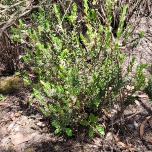 Brachyloma daphnoides at O'Connor, ACT - 19 Oct 2022