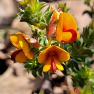 Pultenaea procumbens at O'Connor, ACT - 19 Oct 2022 11:41 AM