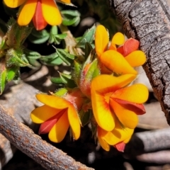 Pultenaea procumbens at O'Connor, ACT - 19 Oct 2022