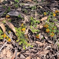 Pultenaea procumbens at O'Connor, ACT - 19 Oct 2022 11:41 AM