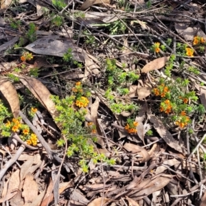 Pultenaea procumbens at O'Connor, ACT - 19 Oct 2022