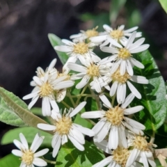 Olearia lirata (Snowy Daisybush) at Bruce Ridge - 19 Oct 2022 by trevorpreston