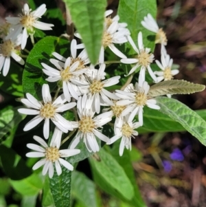 Olearia lirata at O'Connor, ACT - 19 Oct 2022