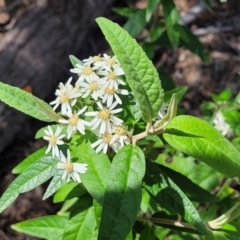 Olearia lirata at O'Connor, ACT - 19 Oct 2022