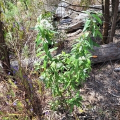 Olearia lirata at O'Connor, ACT - 19 Oct 2022