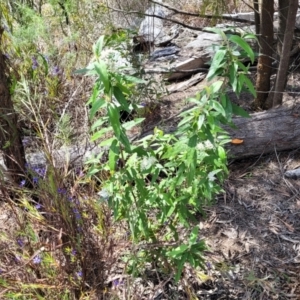 Olearia lirata at O'Connor, ACT - 19 Oct 2022 11:44 AM