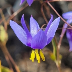 Stypandra glauca (Nodding Blue Lily) at Bruce Ridge - 19 Oct 2022 by trevorpreston