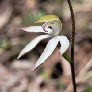 Caladenia moschata at Point 5811 - 19 Oct 2022