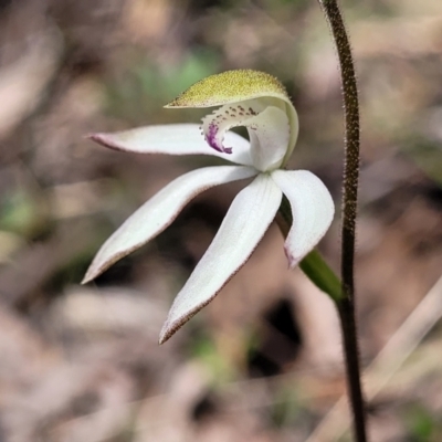 Caladenia moschata (Musky Caps) at Point 5811 - 19 Oct 2022 by trevorpreston